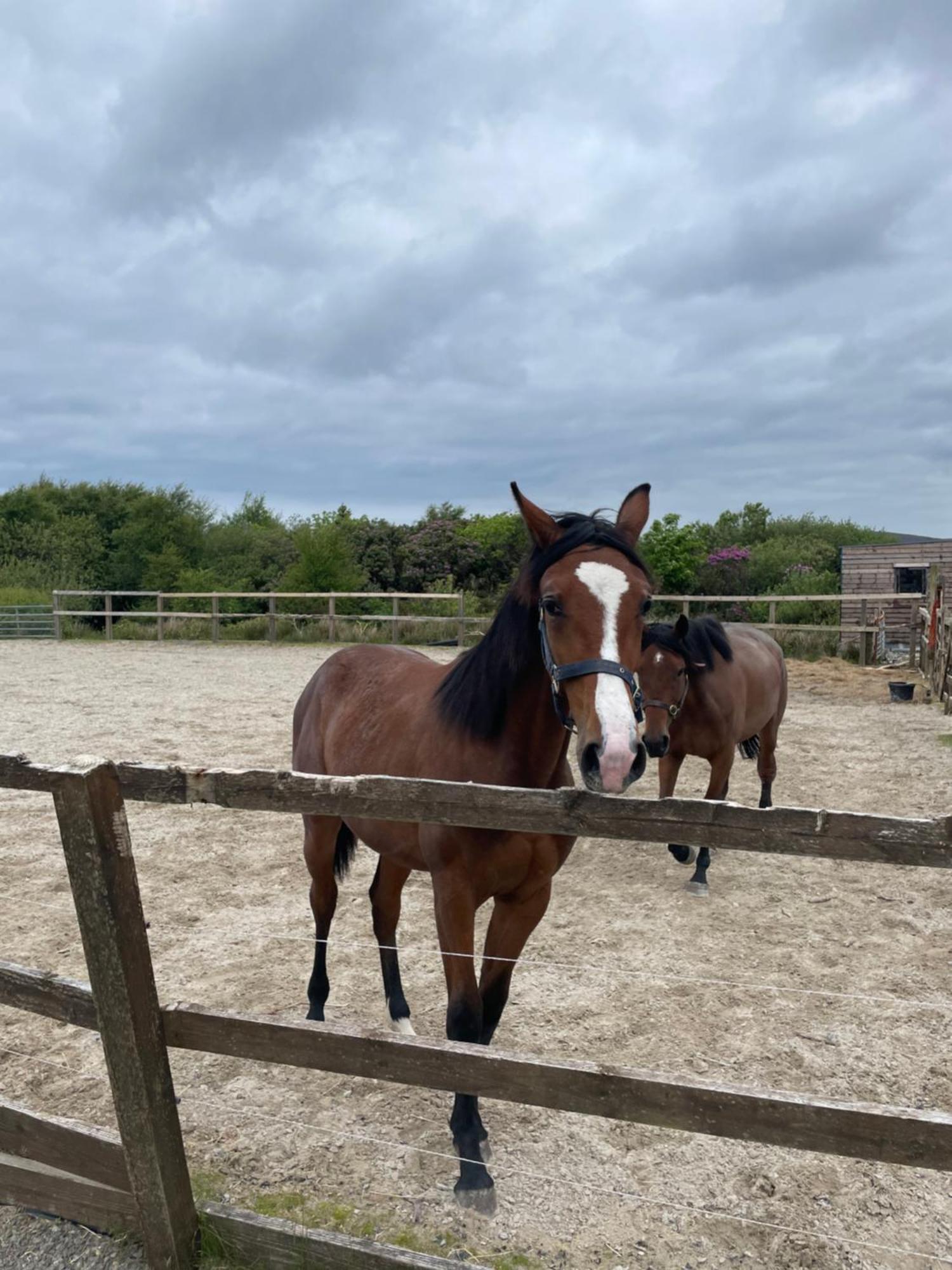 Letterfrack Farmhouse On Equestrian Farm In Letterfrack Beside Connemara National Park Tullywee Bridge Esterno foto