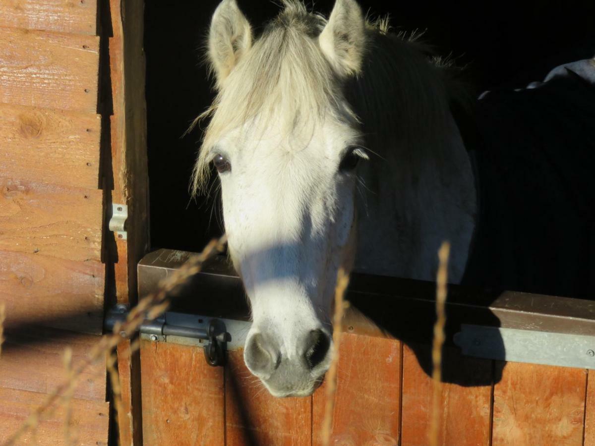 Letterfrack Farmhouse On Equestrian Farm In Letterfrack Beside Connemara National Park Tullywee Bridge Esterno foto